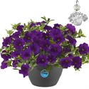 Afbeelding van HP27 o.kl. Calibrachoa Dark Blue